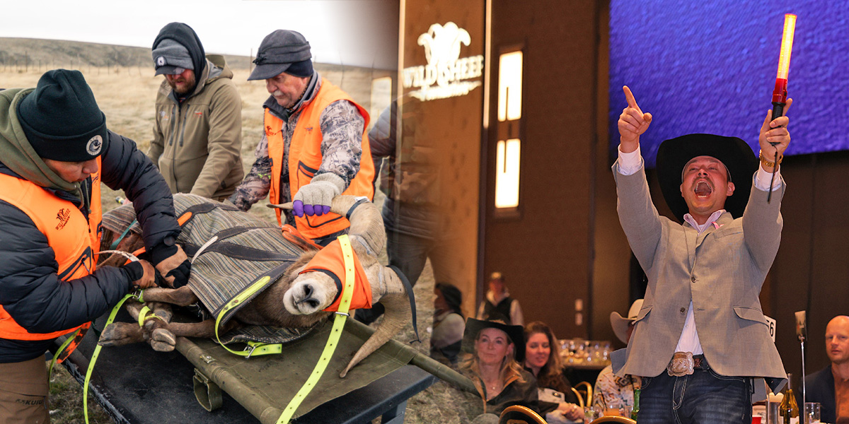 Sheep research and auction image